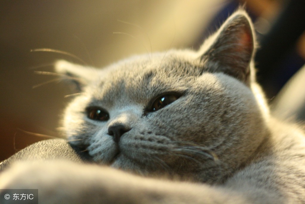 英短银渐层猫的饲养方法,英短金渐层饲养攻略