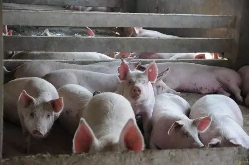 养殖场粪水直排怎么处罚,养殖场乱排粪污属于什么行为