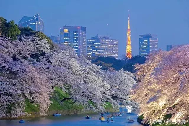 3月东京樱花,东京买房最新信息
