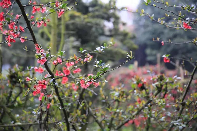 成都市赏花一日游,成都附近赏花一日游推荐表