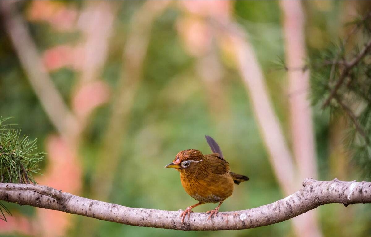 圆头画眉鸟的性格与优劣,画眉鸟传说