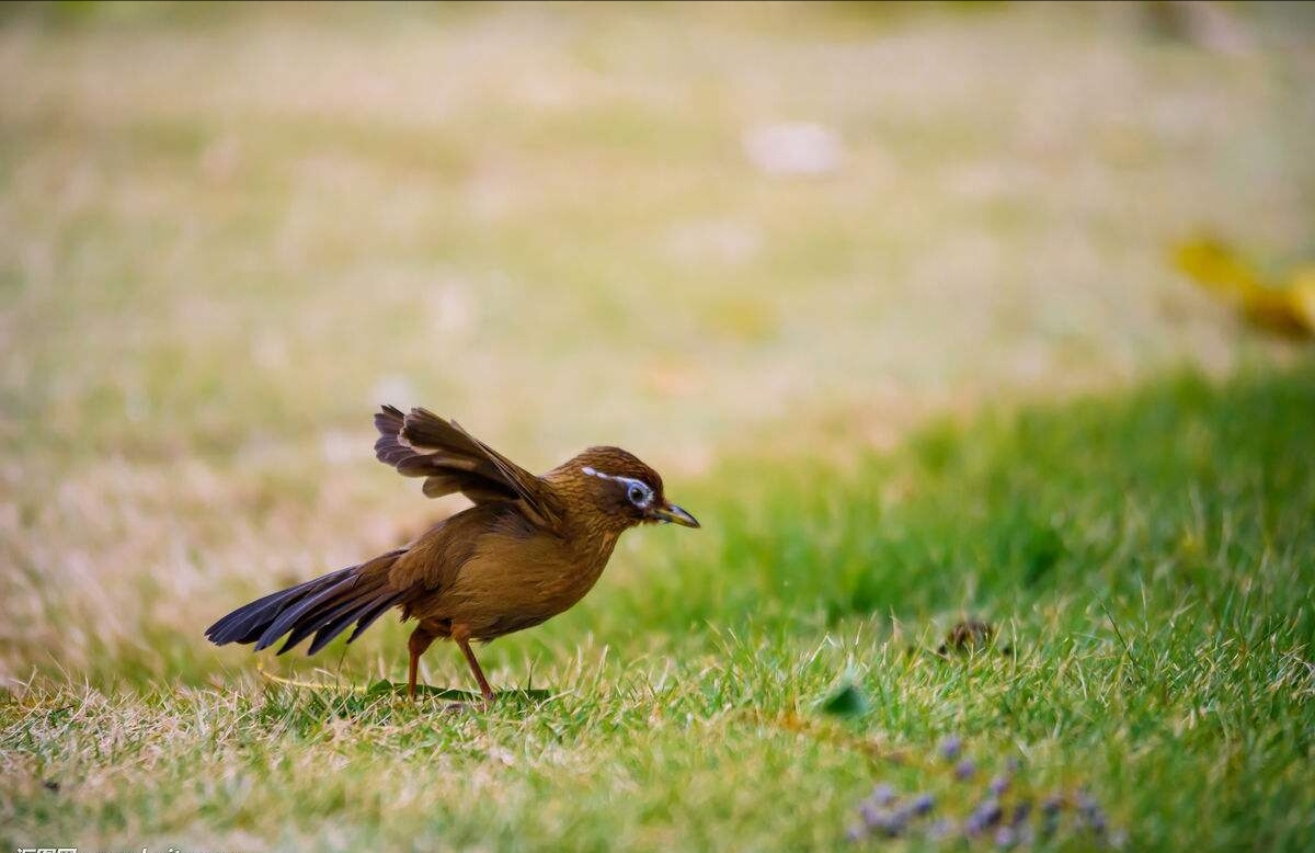 圆头画眉鸟的性格与优劣,画眉鸟传说