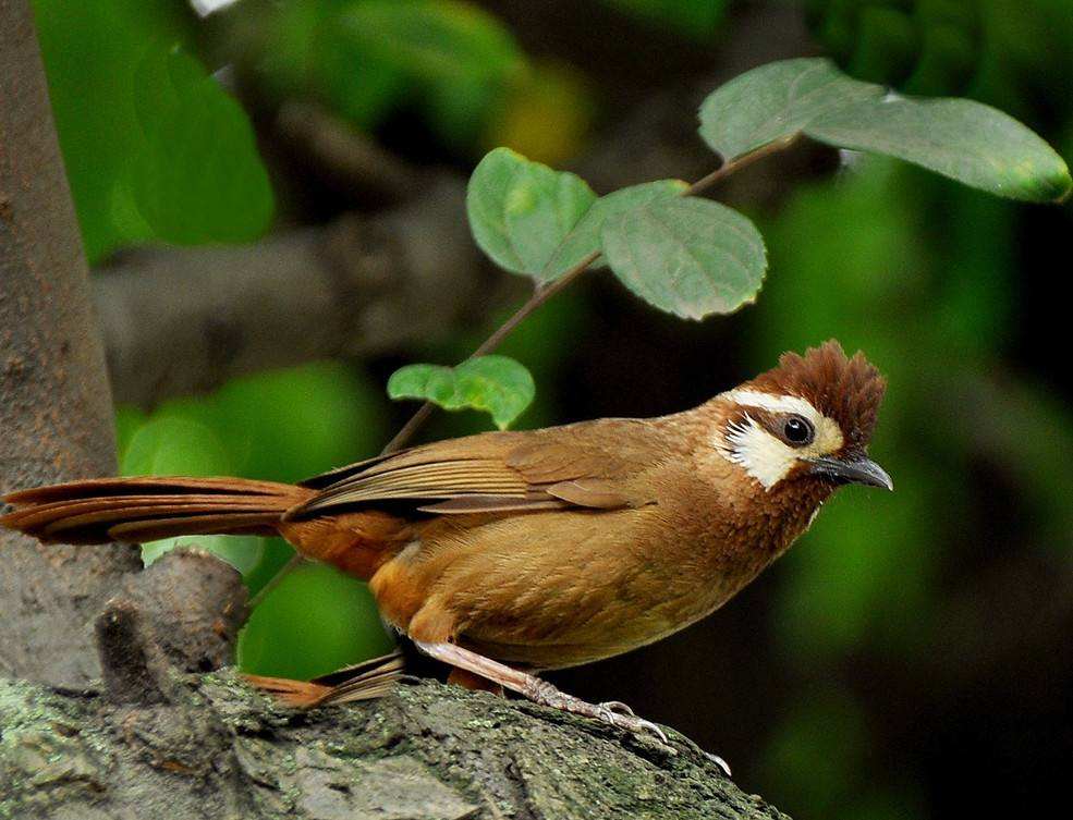 圆头画眉鸟的性格与优劣,画眉鸟传说