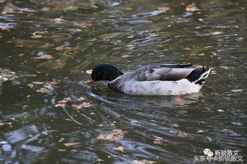 美丽的遇见作文600字,美丽的遇见原唱