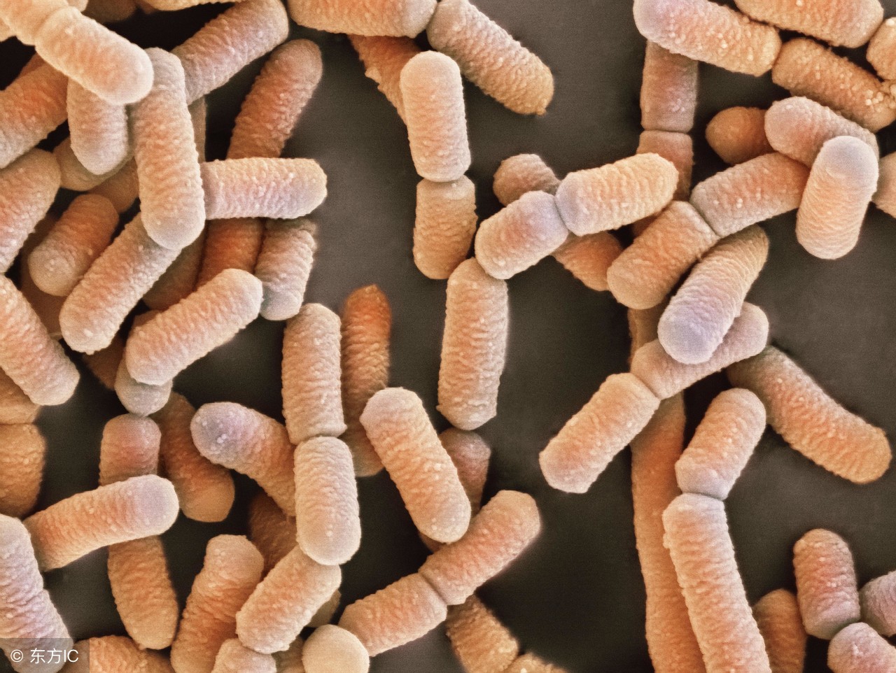 君乐宝益生菌发酵乳和酸奶的区别,益生菌酸奶和普通酸奶有什么区别