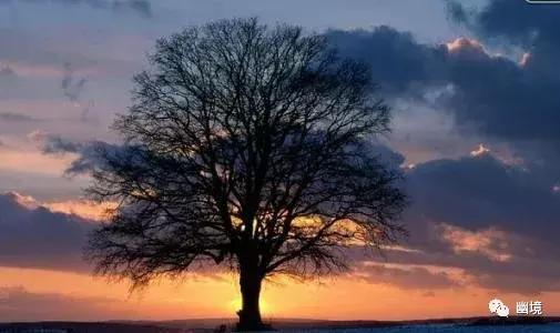 舒婷致橡树原文赏析,舒婷致橡树朗诵及赏析