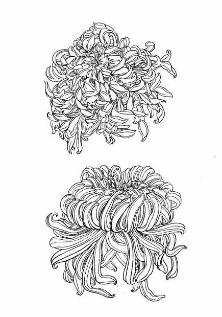 教你一步一步勾勒白描菊花,国画菊花勾线白描怎么画