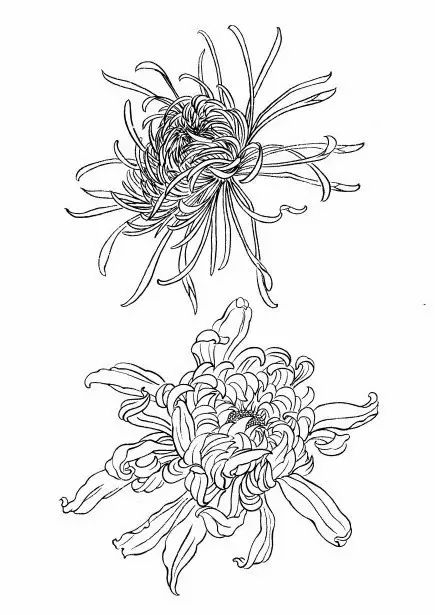 教你一步一步勾勒白描菊花,国画菊花勾线白描怎么画