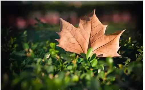 人这一生要经历各种诱惑,人这一生顶级的自律