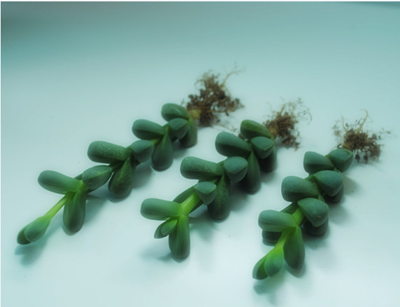 鹿角海棠干瘪了怎么办,鹿角海棠为什么不长底部发干