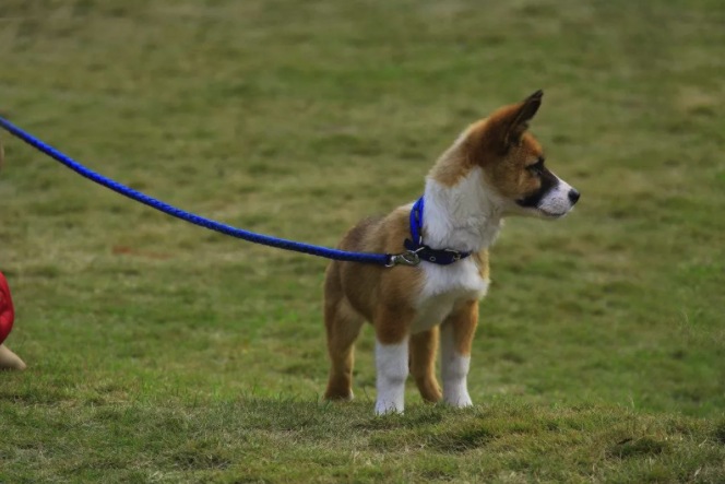 汪星人感冒了会怎样,汪星人最怕什么刑罚