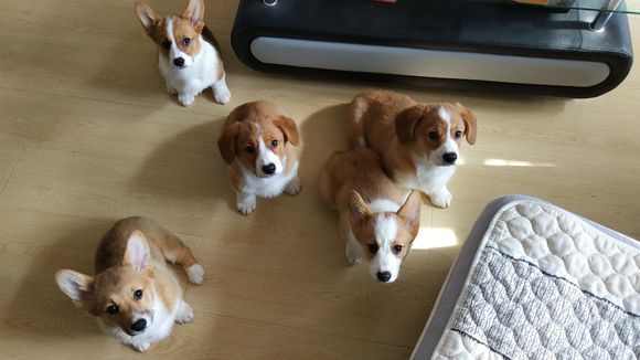 柯基怀孕生了德牧,柯基怀孕快生了被主人送走