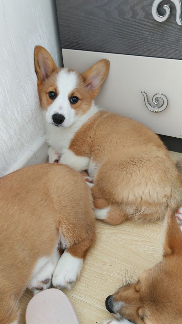 柯基怀孕生了德牧,柯基怀孕快生了被主人送走