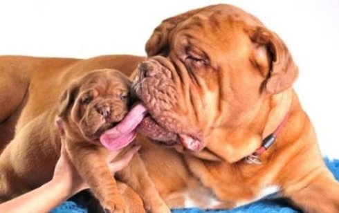 武汉联合动物医院：母犬的最佳配种时期