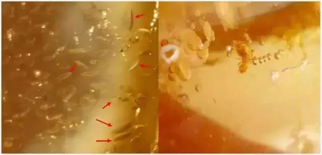 鉴别蜜蜡真假的十个方法,鉴别蜜蜡真假视频全过程