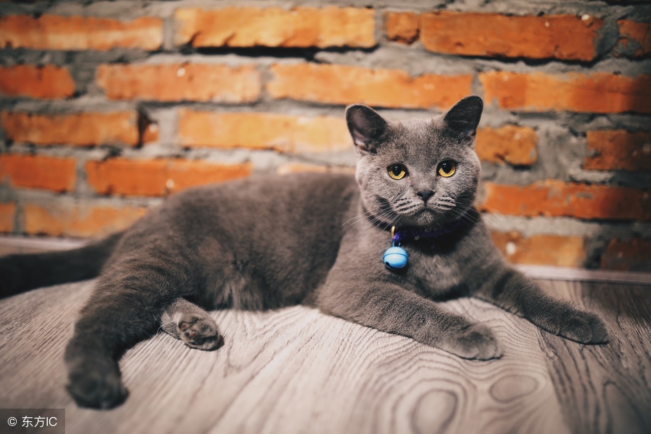 英短银渐层猫的饲养方法,英短金渐层饲养攻略