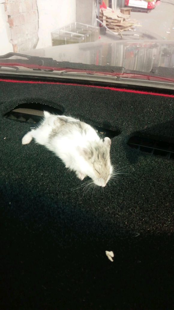 觉得仓鼠全身软,感觉仓鼠身上都是皮