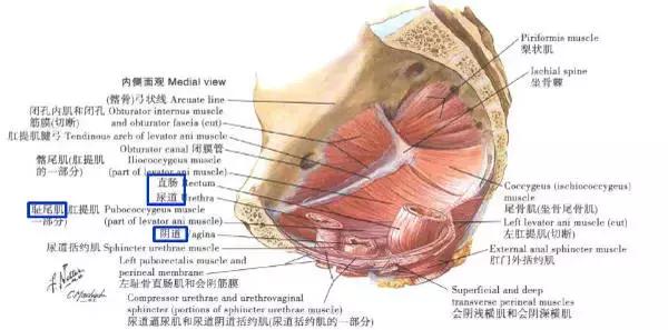 谁说解剖太枯燥?小编带你领略解剖学的精彩世界!