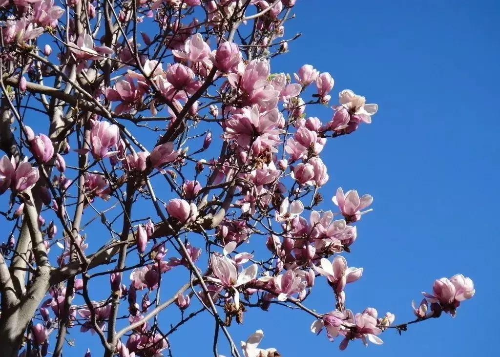 成都市赏花一日游,成都附近赏花一日游推荐表