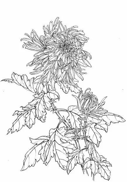 教你一步一步勾勒白描菊花,国画菊花勾线白描怎么画