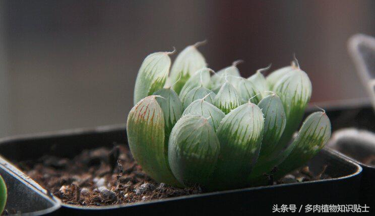 缺光照射多肉,多肉缺光怎样预防徒长