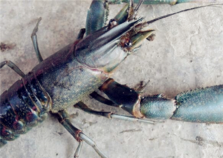 澳洲淡水龙虾养殖成本,2023澳洲淡水龙虾价格表