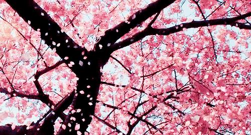 河南最美桃花海,浪漫西藏林芝桃花有多惊艳