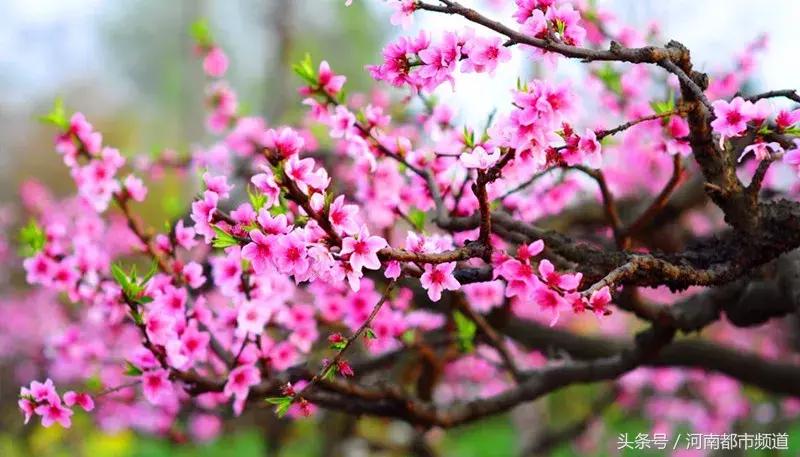 河南最美桃花海,浪漫西藏林芝桃花有多惊艳