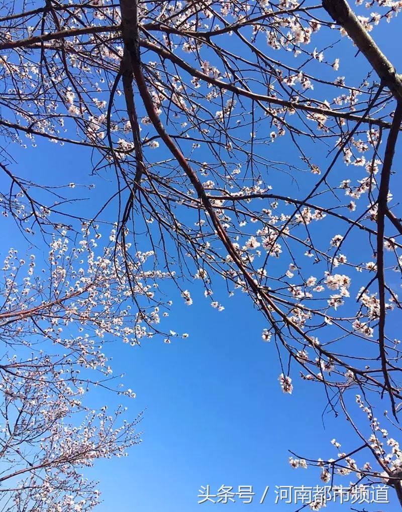 河南最美桃花海,浪漫西藏林芝桃花有多惊艳
