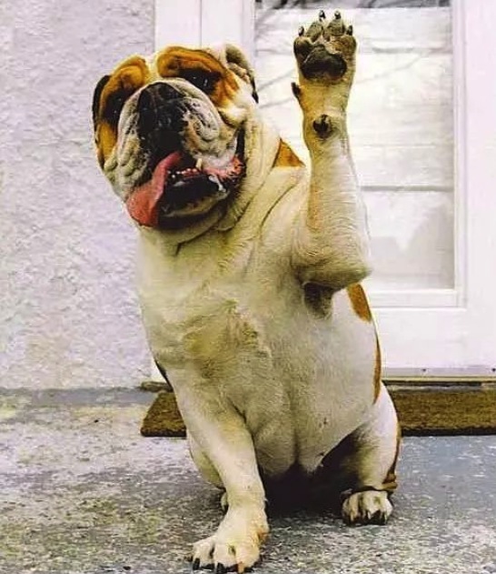 汪星人感冒了会怎样,汪星人最怕什么刑罚