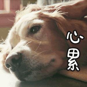 汪星人感冒了会怎样,汪星人最怕什么刑罚