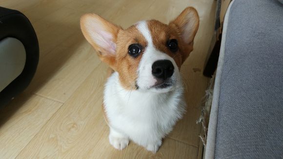 柯基怀孕生了德牧,柯基怀孕快生了被主人送走