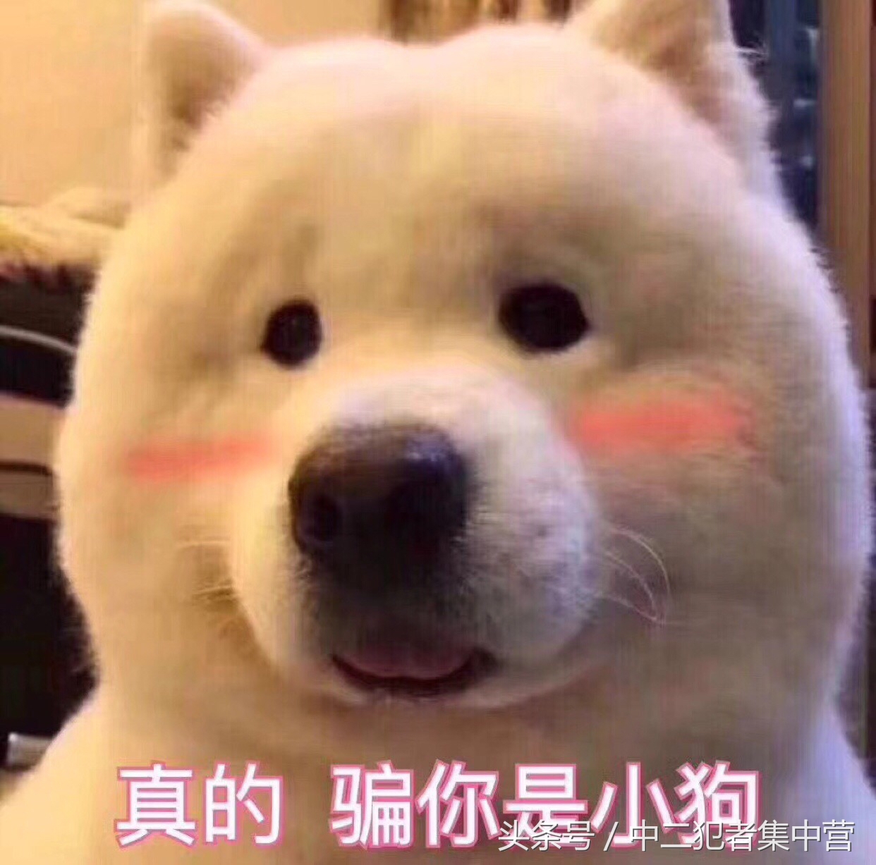 gucci的围巾可以用很久吗,gucci围巾舒服吗