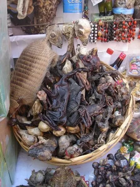 这个女巫市集竟能买到爱情魔药？给我来一打！