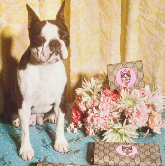 在网上买古驰包,淘宝上99新的古驰包能买吗