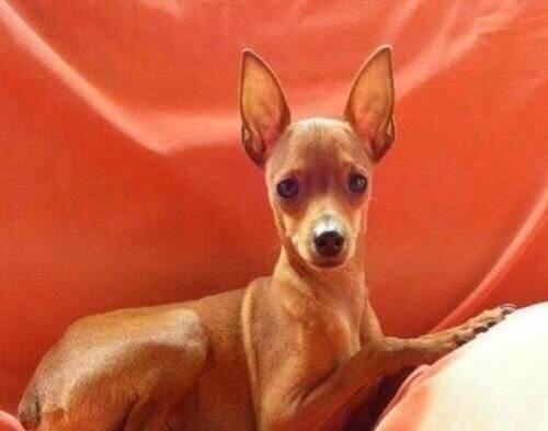 小鹿犬适合在楼房里养吗,小鹿犬和比熊哪个更好养