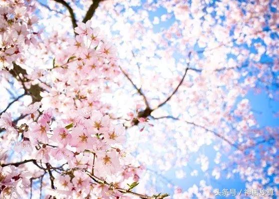 3月东京樱花,东京买房最新信息