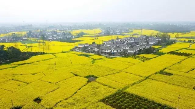 成都市赏花一日游,成都附近赏花一日游推荐表