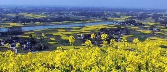 成都市赏花一日游,成都附近赏花一日游推荐表