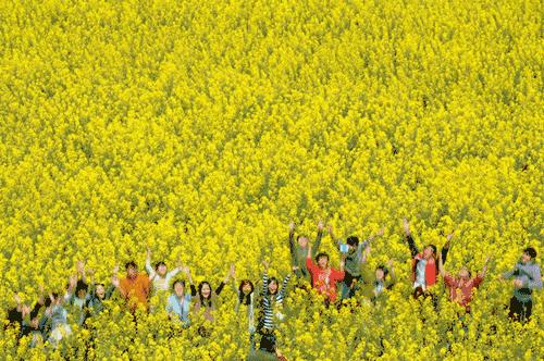 成都市赏花一日游,成都附近赏花一日游推荐表