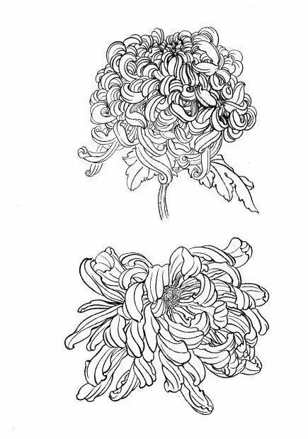教你一步一步勾勒白描菊花,国画菊花勾线白描怎么画