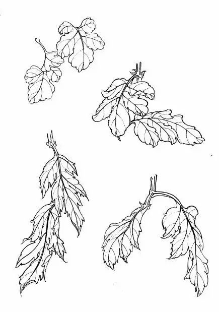 教你一步一步勾勒白描菊花,国画菊花勾线白描怎么画