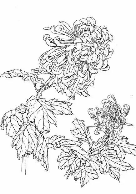 教你一步一步勾勒白描菊花,国画菊花勾线白描怎么画