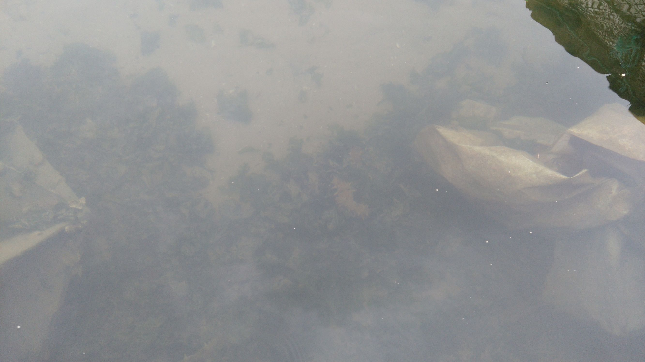 霞浦海参2022价格,南方海参鲁参辽参