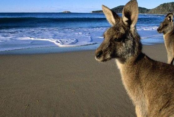 留学澳大利亚需要什么条件,留学澳大利亚选什么专业