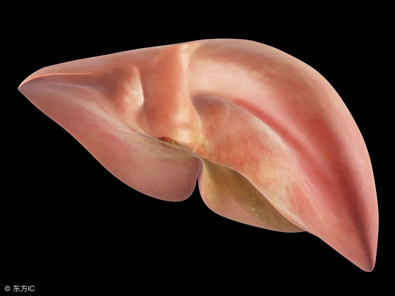 肝血管瘤临床诊疗指南最新版,肝血管瘤10mm没有任何症状