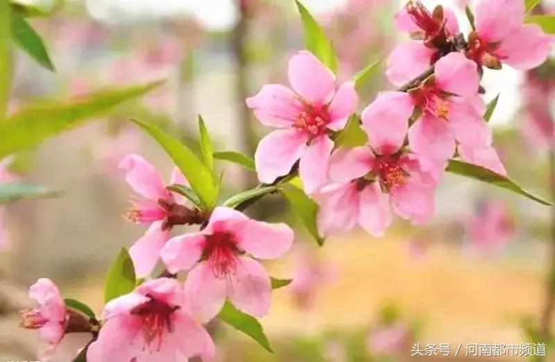 河南最美桃花海,浪漫西藏林芝桃花有多惊艳