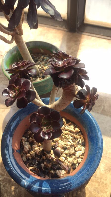 什么样的多肉老桩才值钱？怎样买老桩才不被坑