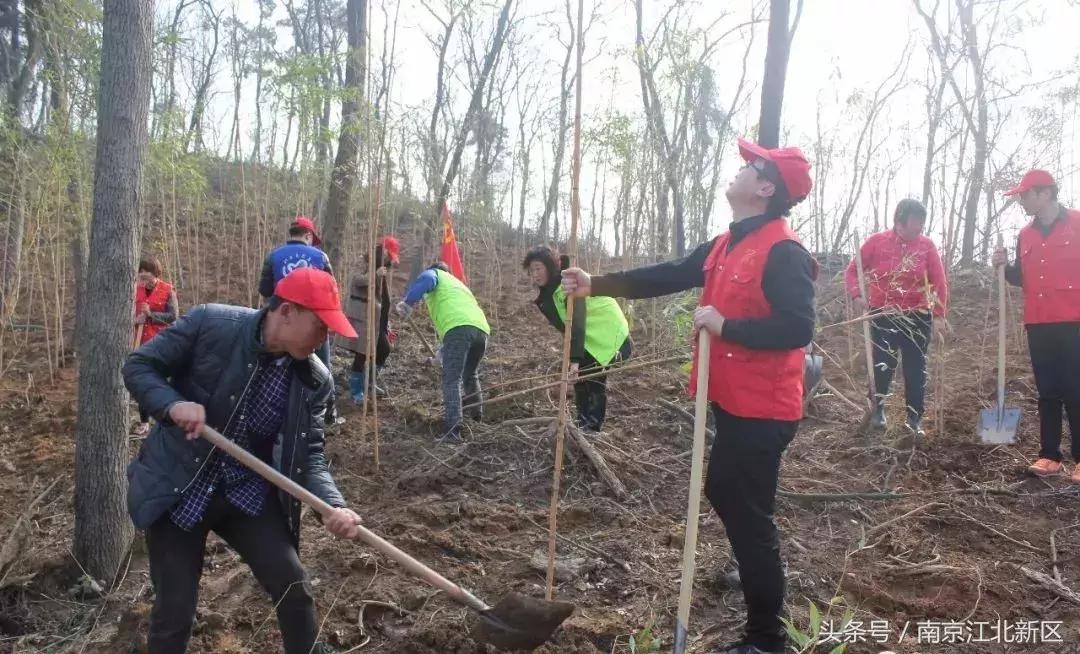 种下一粒种子守护一片绿色,种下一棵树守护一片绿
