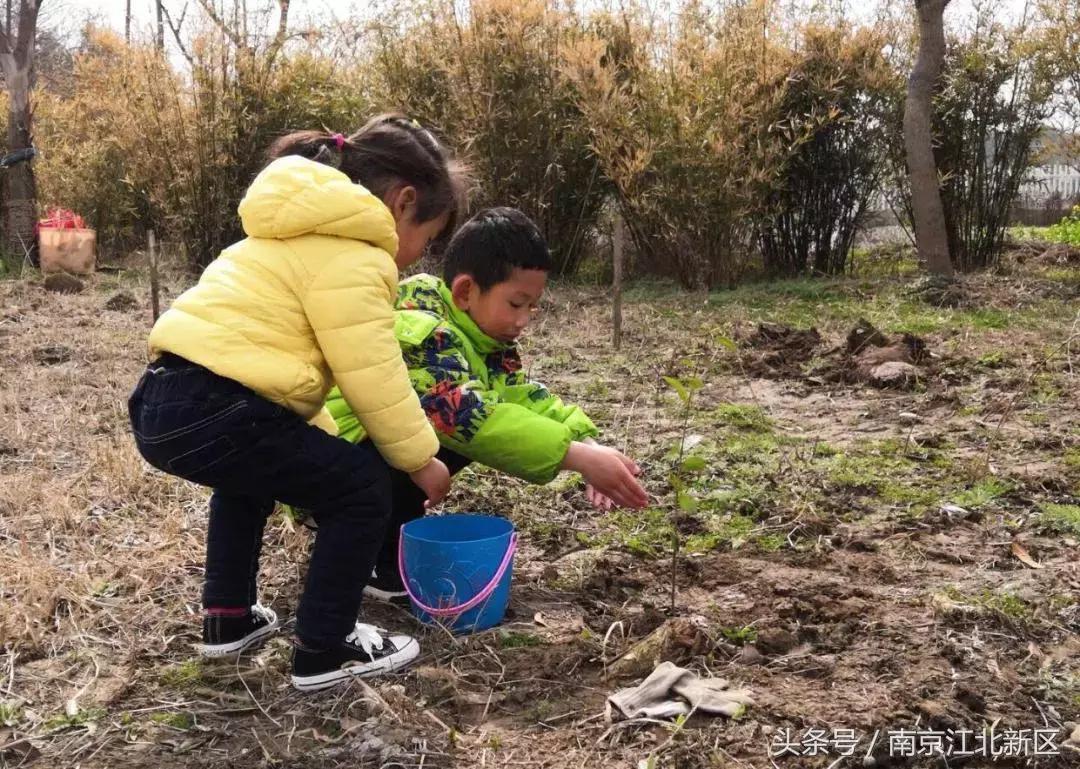 种下一粒种子守护一片绿色,种下一棵树守护一片绿